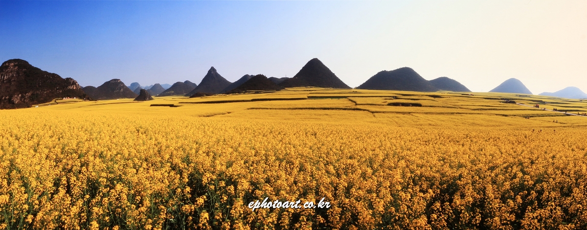 중국 라평 유채밭