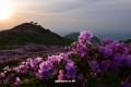 ads_2945