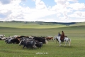 mongol-2013-106-jpg