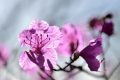 DSC_0697.jpg